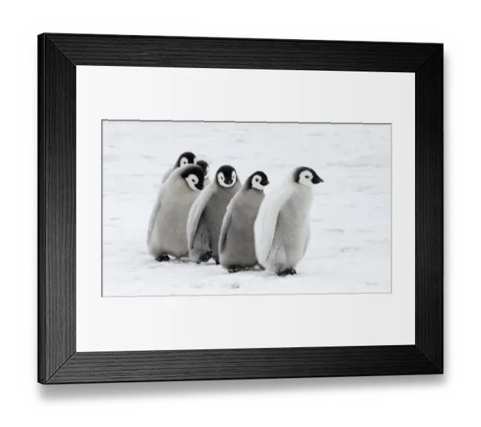 Framed Print : 01977dt. Emperor Penguins Aptenodytes forsteri chicks Snow Hill Island Antarctica November Framed Print : 01977dt. Emperor Penguins Aptenodytes forsteri chicks Snow Hill Island Antarctica November
