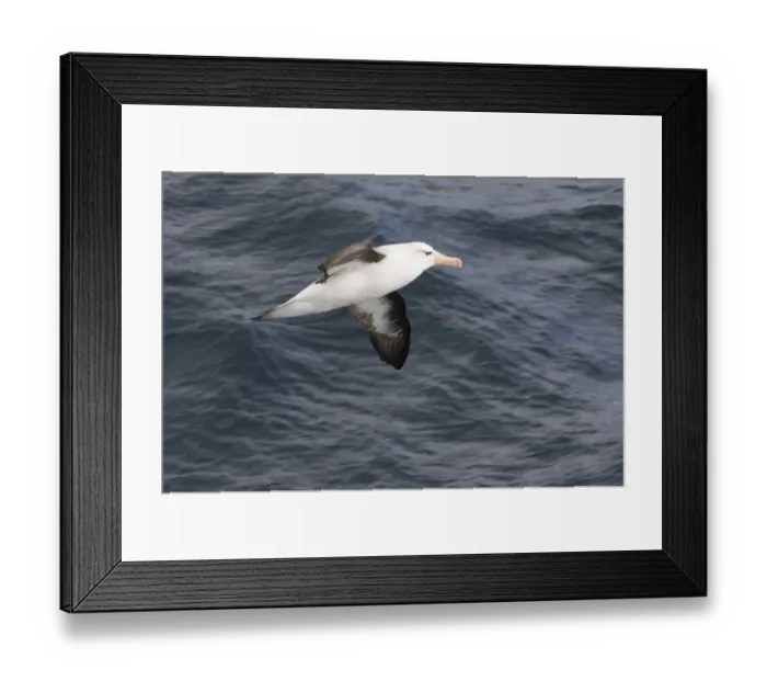 Framed Print : 02011dt. Black-browed