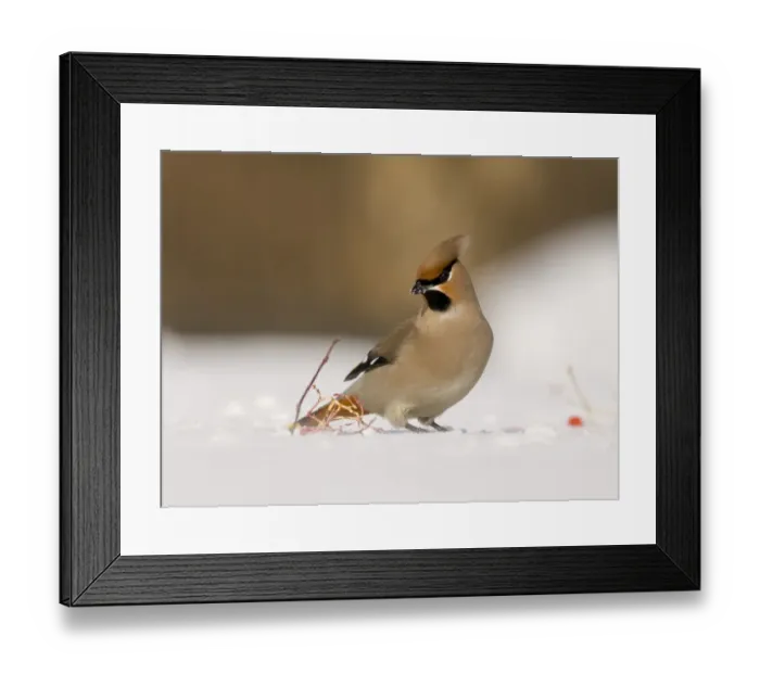Framed Print : Waxwing Finland winter