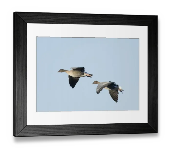 Framed Print : Pink-footed Geese Anser brachyrhynchus North Norfolk winter Framed Print : Pink-footed Geese Anser brachyrhynchus North Norfolk winter