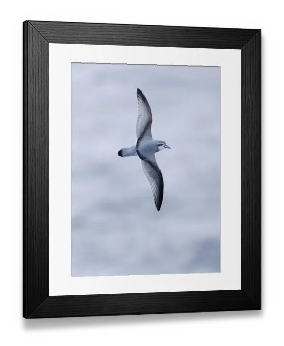 Framed Print : 02002dt. Antarctic Prion Pachyptila desolata Drake Passage Southern Ocean November Framed Print : 02002dt. Antarctic Prion Pachyptila desolata Drake Passage Southern Ocean November