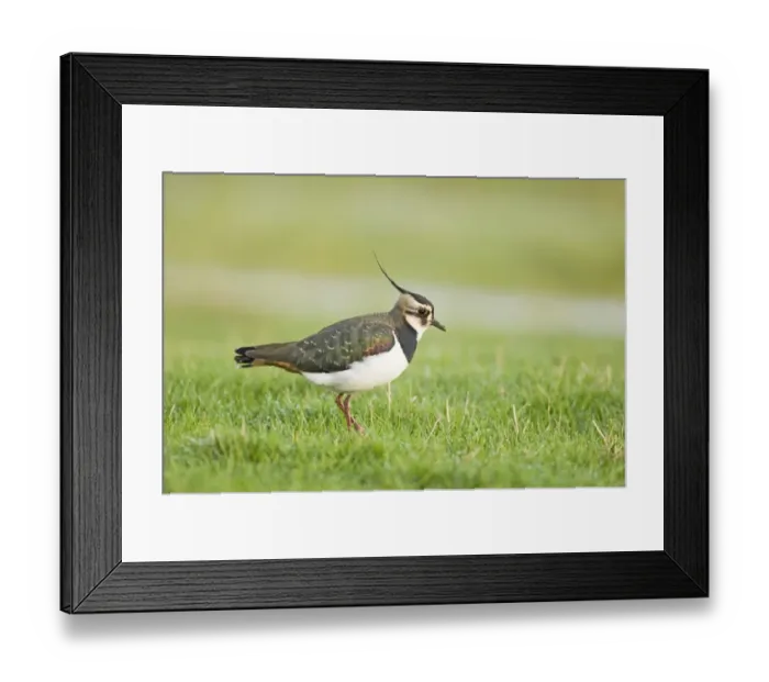 Framed Print : Lapwing Vanellus vanellus Salthouse Norfolk March Framed Print : Lapwing Vanellus vanellus Salthouse Norfolk March
