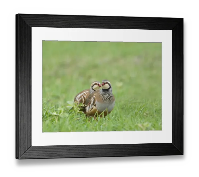Framed Print : 02020dt. Red-legged Partridge Alectoris rufa Norfolk winter Framed Print : 02020dt. Red-legged Partridge Alectoris rufa Norfolk winter