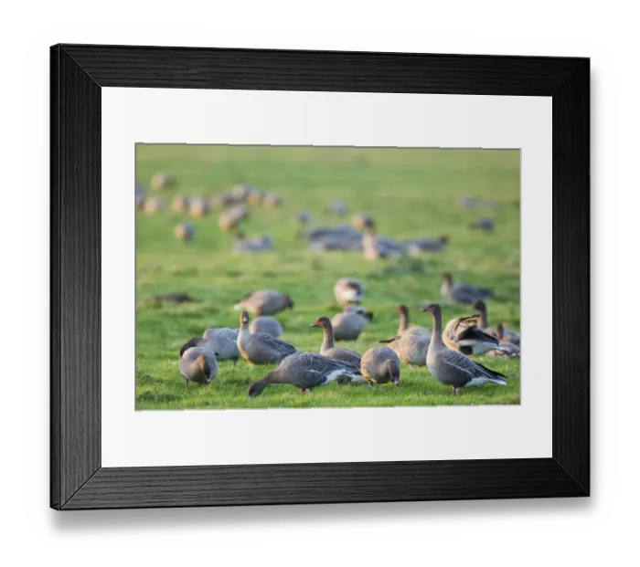 Framed Print : 02023dt. Pink-footed Geese Anser brachyrhynchus North Norfolk winter
