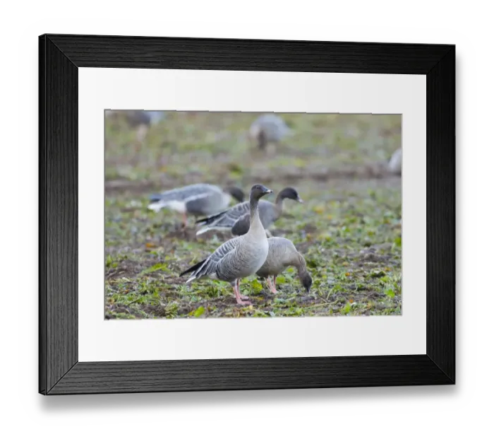 Framed Print : Pink-footed Geese Anser brachyrhynchus feeding on sugar beet tops North Norfolk winter