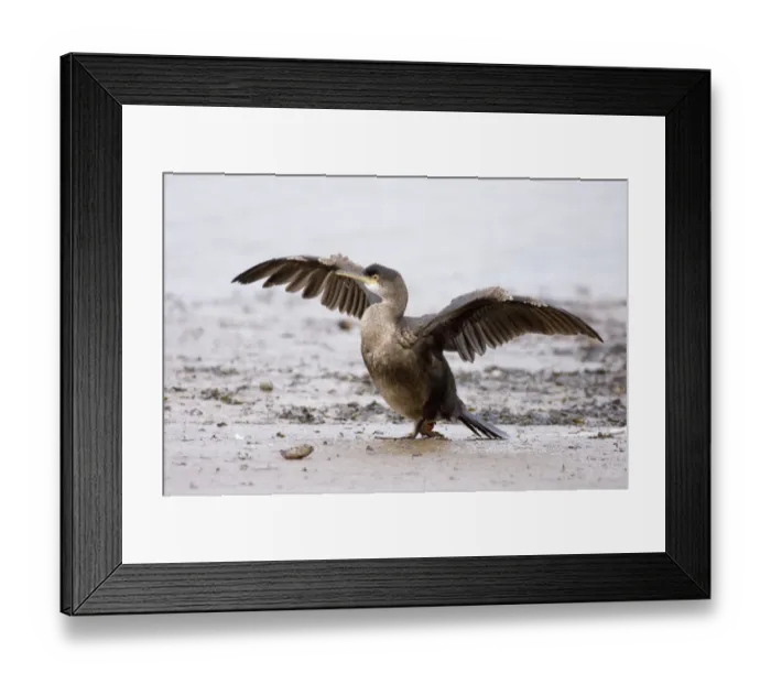 Framed Print : Cormorant Phalacrocorax carbo immature winter North Norfolk Framed Print : Cormorant Phalacrocorax carbo immature winter North Norfolk