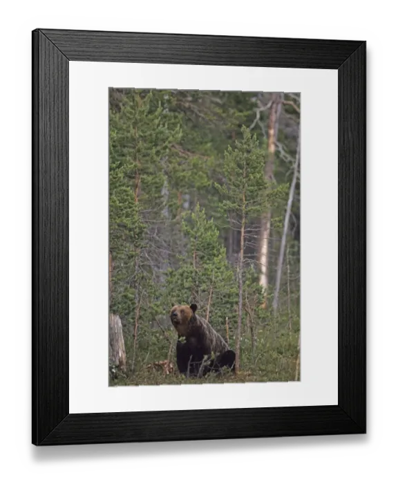 Framed Print : Brown Bear Ursos arctos at edge of forest close to Russian border in Finnish Lapland Framed Print : Brown Bear Ursos arctos at edge of forest close to Russian border in Finnish Lapland
