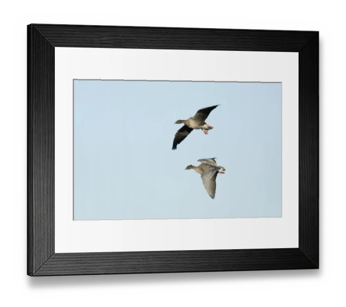 Framed Print : Pink-footed Geese Anser brachyrhynchus North Norfolk winter Framed Print : Pink-footed Geese Anser brachyrhynchus North Norfolk winter