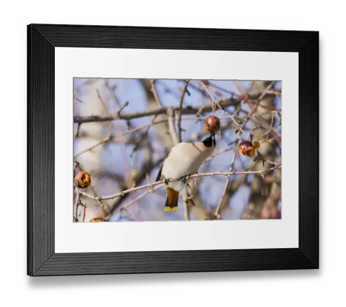 Framed Print : Bohemian Waxwing winter Finland