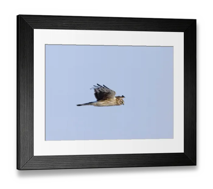 Framed Print : Long-tailed Duck Clangula hyemalis moulting male in April Shetland Framed Print : Long-tailed Duck Clangula hyemalis moulting male in April Shetland