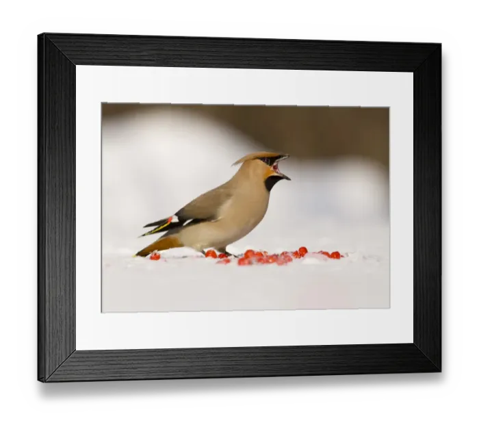 Framed Print : Waxwing Finland winter Framed Print : Waxwing Finland winter