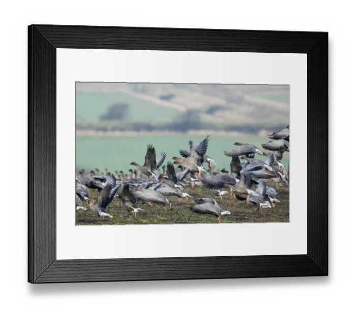 Framed Print : Pink-footed Geese Anser brachyrhynchus on field feeding on sugar beet tops North Framed Print : Pink-footed Geese Anser brachyrhynchus on field feeding on sugar beet tops North