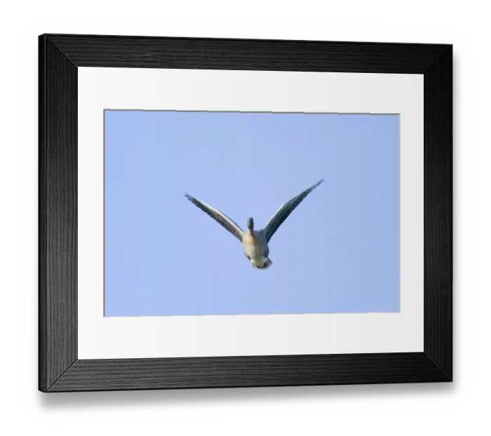 Framed Print : Pink-footed Goose Anser brachyrhynchus North Norfolk winter Framed Print : Pink-footed Goose Anser brachyrhynchus North Norfolk winter