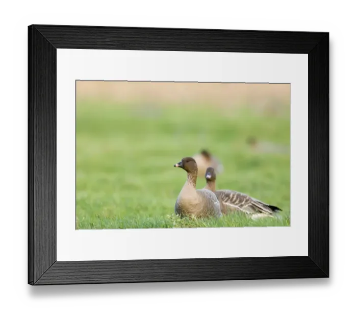 Framed Print : 02026dt. Pink-footed Geese Anser brachyrhynchus North Norfolk winter