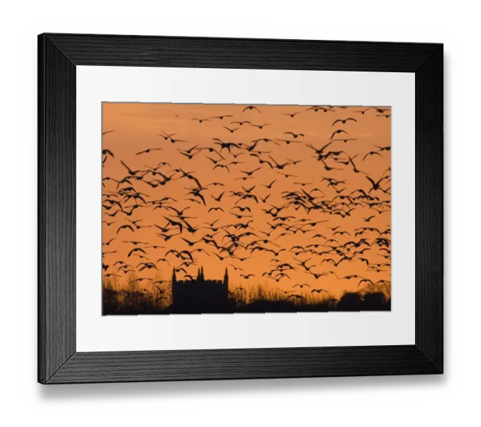 Framed Print : Pink-footed Geese Anser brachyrhynchus flock silhouetted at sunset Holkham North Framed Print : Pink-footed Geese Anser brachyrhynchus flock silhouetted at sunset Holkham North