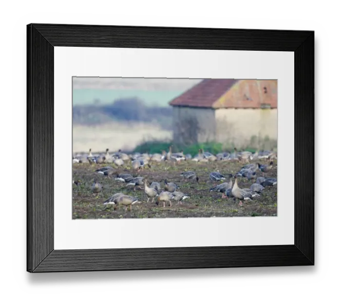Framed Print : Pink-footed Geese Anser brachyrhynchus on field feeding on sugar beet tops North Framed Print : Pink-footed Geese Anser brachyrhynchus on field feeding on sugar beet tops North