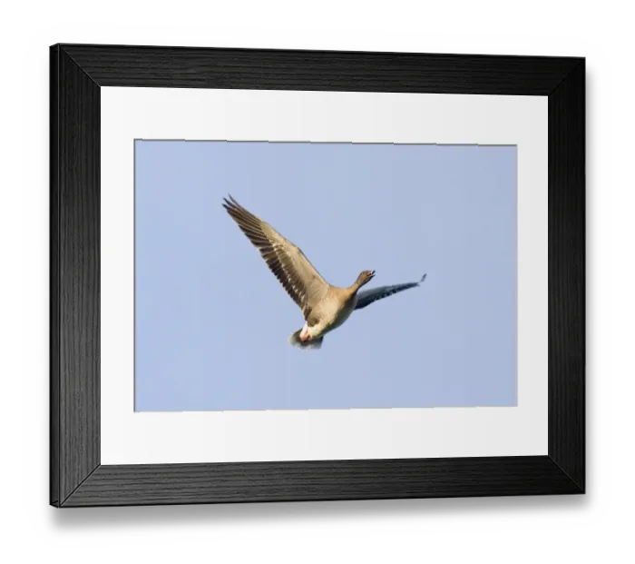 Framed Print : Pink-footed Goose Anser brachyrhynchus North Norfolk winter