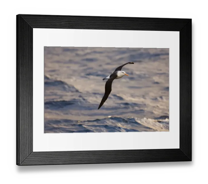 Framed Print : 02006dt. Black-browed Framed Print : 02006dt. Black-browed