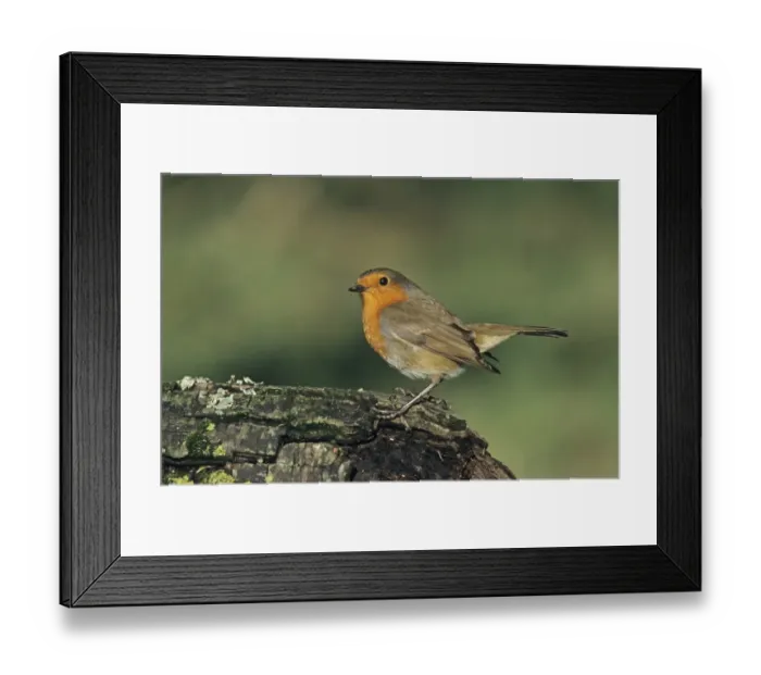 Framed Print : Robin Erithacus rubecula in garden Kent UK winter Framed Print : Robin Erithacus rubecula in garden Kent UK winter