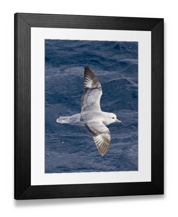 Framed Print : 02009dt. Southern Fulmar Fulmarus glacialoides Southern Ocean Framed Print : 02009dt. Southern Fulmar Fulmarus glacialoides Southern Ocean