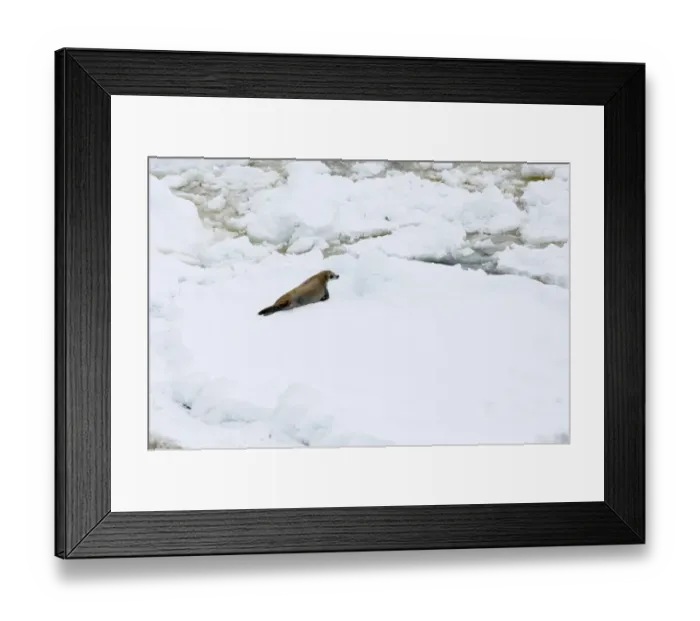 Framed Print : 01998dt. Crabeater Seal Lobodon carcinophaga Lemaire Channel Antarctic Peninsula