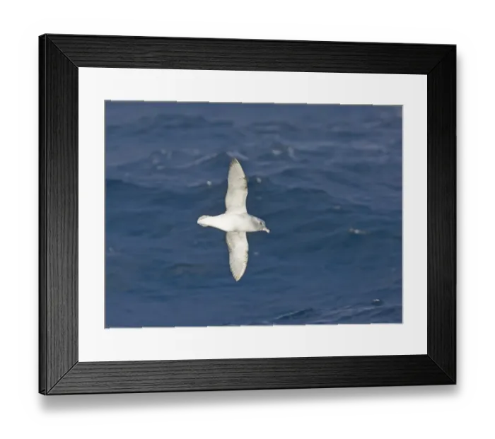 Framed Print : 02008dt. Southern Fulmar Fulmarus glacialoides Southern Ocean