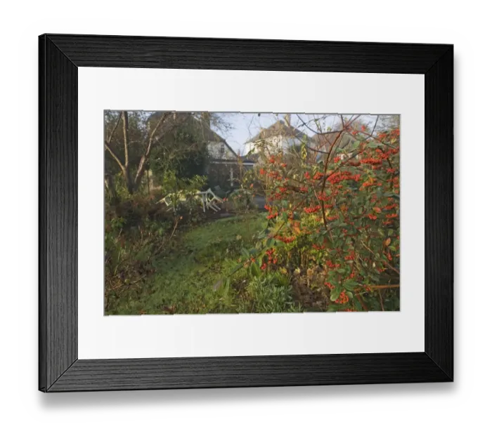 Framed Print : 02015dt. suburban garden in autumn Kent UK Framed Print : 02015dt. suburban garden in autumn Kent UK