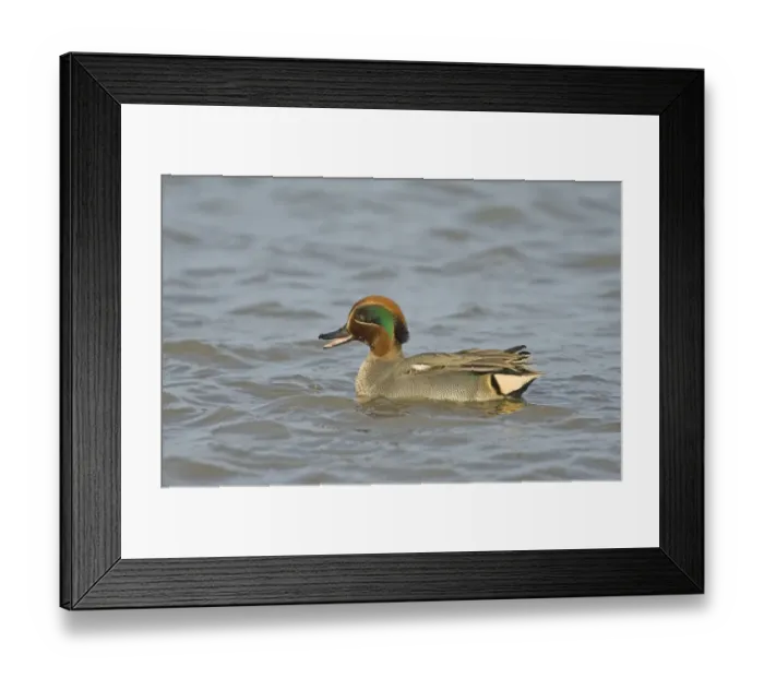 Framed Print : Teal Anas crecca male calling North Norfolk winter Framed Print : Teal Anas crecca male calling North Norfolk winter