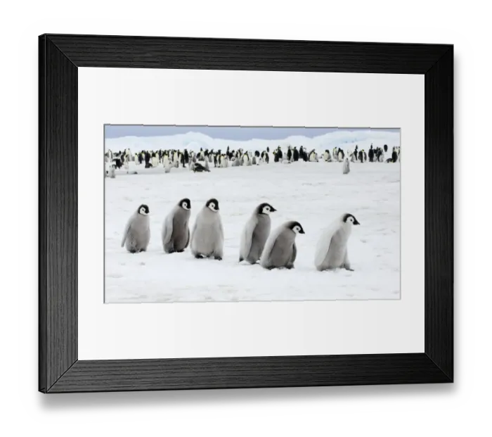 Framed Print : 01978dt. Emperor Penguins Aptenodytes forsteri chicks Snow Hill Island Antarctica November Framed Print : 01978dt. Emperor Penguins Aptenodytes forsteri chicks Snow Hill Island Antarctica November
