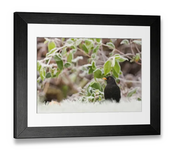 Framed Print : Blackbird Turdus merula male on frosty morning in garden Kent UK Framed Print : Blackbird Turdus merula male on frosty morning in garden Kent UK