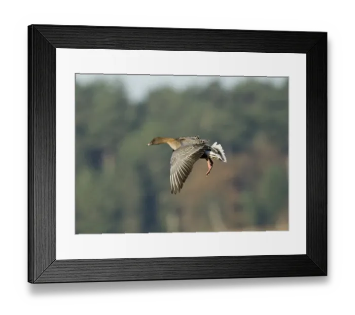 Framed Print : Pink-footed Goose Holkham Norfolk