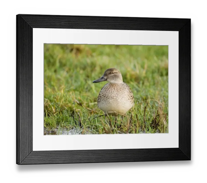 Framed Print : Teal Anas crecca female North Norfolk winter Framed Print : Teal Anas crecca female North Norfolk winter