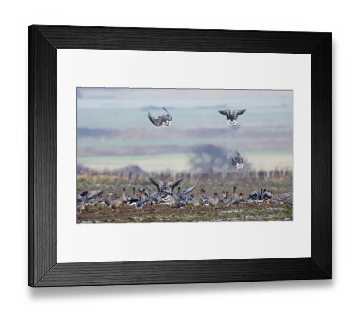Framed Print : Pink-footed Geese Anser brachyrhynchus North Norfolk winter Framed Print : Pink-footed Geese Anser brachyrhynchus North Norfolk winter