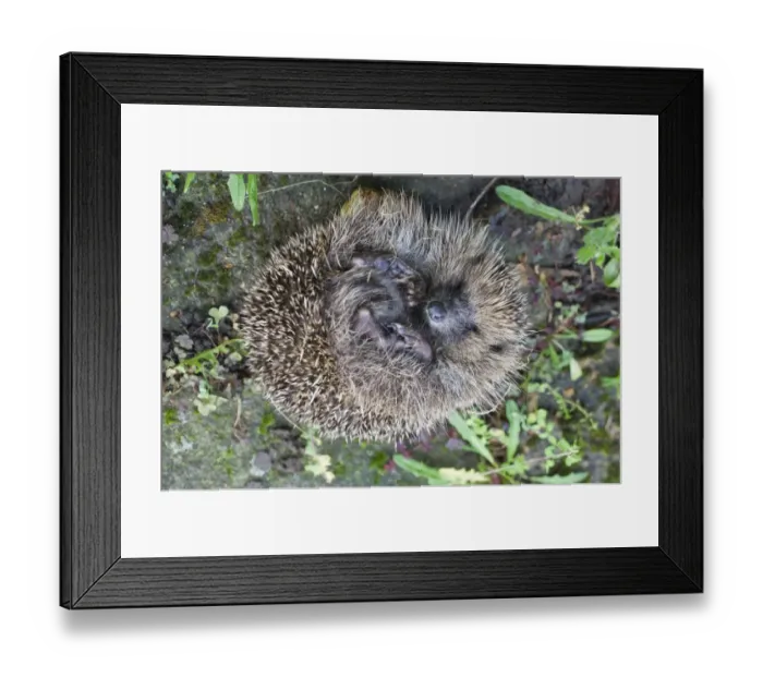Framed Print : 02018dt. European Framed Print : 02018dt. European