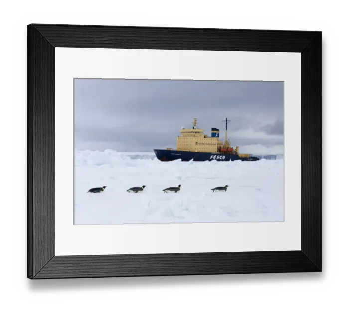 Framed Print : 01982dt. Emperor Framed Print : 01982dt. Emperor