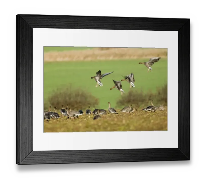 Framed Print : Pink-footed Geese Anser brachyrhynchus North Norfolk winter Framed Print : Pink-footed Geese Anser brachyrhynchus North Norfolk winter