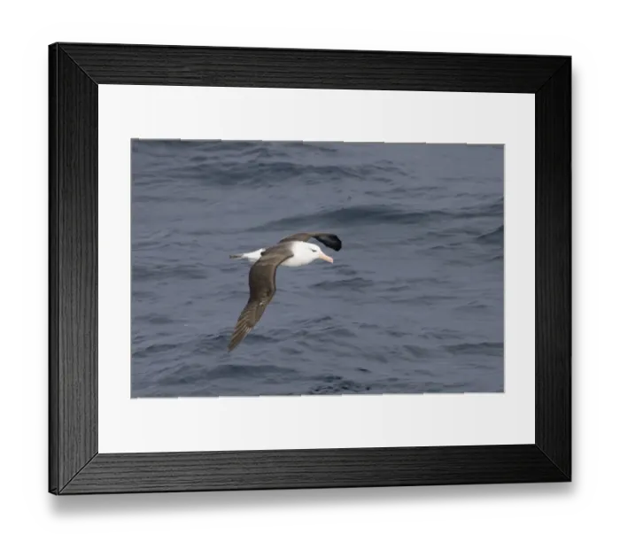 Framed Print : 02010dt. Black-browed Framed Print : 02010dt. Black-browed