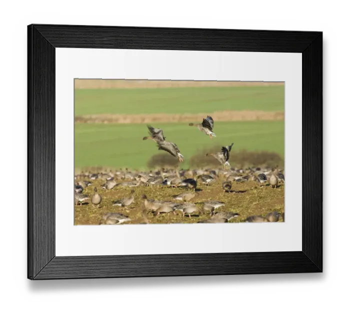 Framed Print : Pink-footed Geese Anser brachyrhynchus on field feeding on sugar beet tops North Framed Print : Pink-footed Geese Anser brachyrhynchus on field feeding on sugar beet tops North