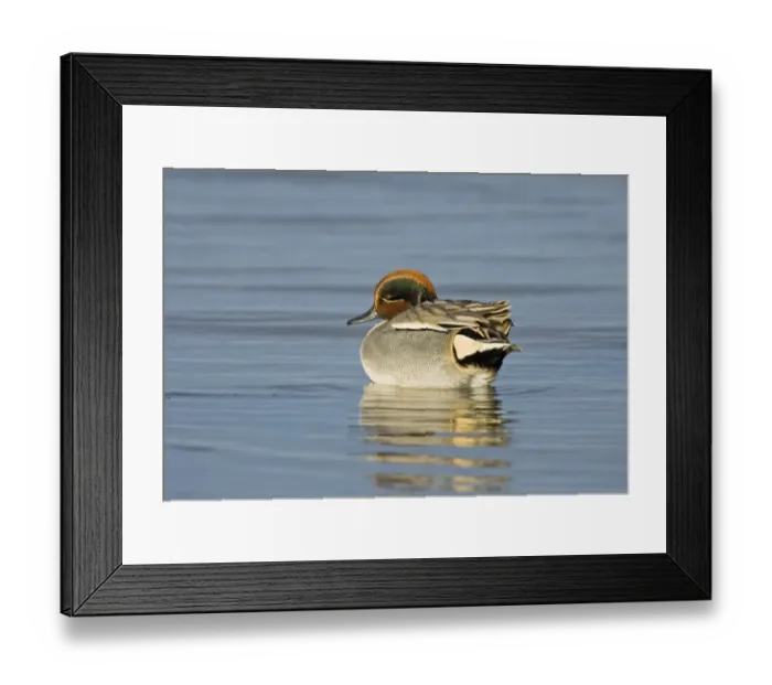 Framed Print : Teal Anas crecca male North Norfolk winter Framed Print : Teal Anas crecca male North Norfolk winter