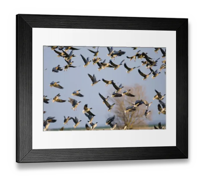 Framed Print : 02022dt. Pink-footed Geese Anser brachyrhynchus North Norfolk winter Framed Print : 02022dt. Pink-footed Geese Anser brachyrhynchus North Norfolk winter