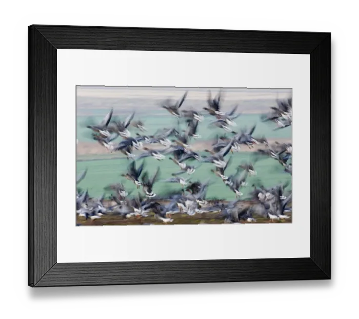 Framed Print : Pink-footed Geese Anser brachyrhynchus North Norfolk winter Framed Print : Pink-footed Geese Anser brachyrhynchus North Norfolk winter