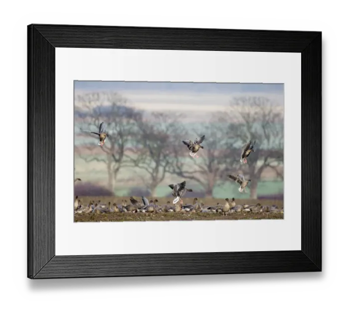 Framed Print : Pink-footed Geese Anser brachyrhynchus North Norfolk winter