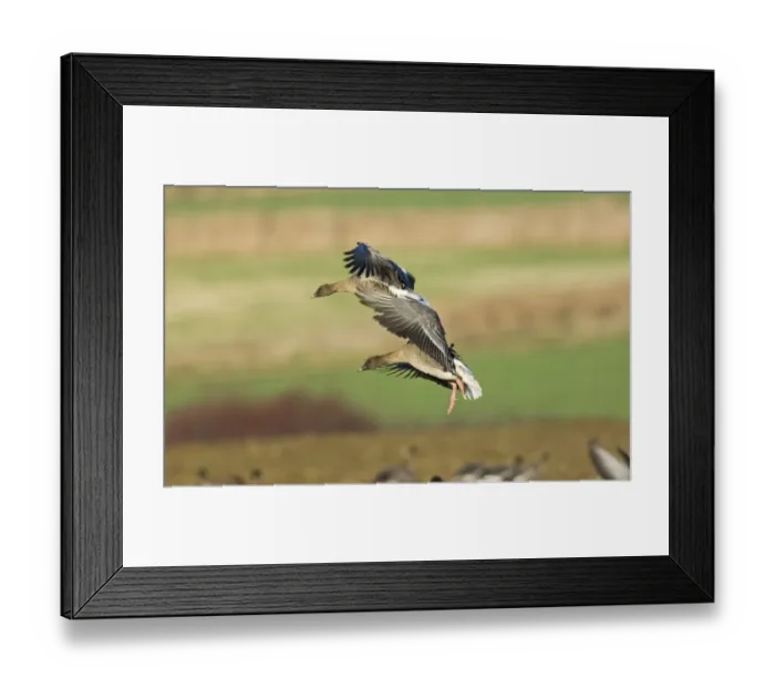 Framed Print : Pink-footed Geese Anser brachyrhynchus North Norfolk winter Framed Print : Pink-footed Geese Anser brachyrhynchus North Norfolk winter
