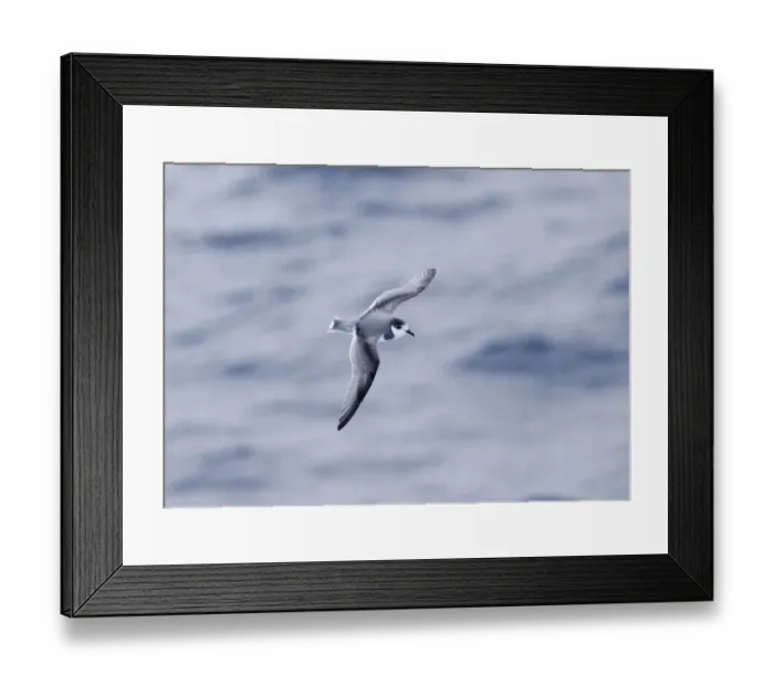 Framed Print : 02001dt. Blue Petrel Halobaena caerulea Southern Ocean November Framed Print : 02001dt. Blue Petrel Halobaena caerulea Southern Ocean November