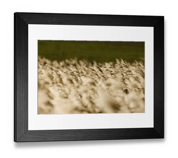 Framed Print : Phragmites reedbed Titchwell RSPB Reserve North Norfolk UK winter Framed Print : Phragmites reedbed Titchwell RSPB Reserve North Norfolk UK winter