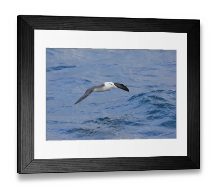 Framed Print : 02005dt. Black-browed Framed Print : 02005dt. Black-browed