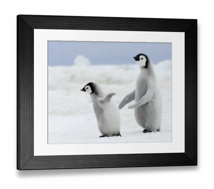 Framed Print : 01979dt. Emperor Penguins Aptenodytes forsteri chicks Snow Hill Island Antarctica November Framed Print : 01979dt. Emperor Penguins Aptenodytes forsteri chicks Snow Hill Island Antarctica November