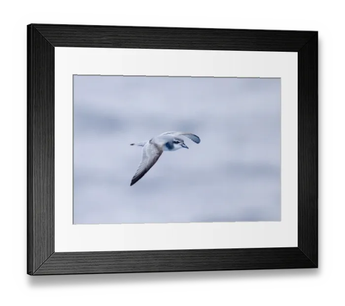 Framed Print : 02004dt. Antarctic Prion Pachyptila desolata Drake Passage Southern Ocean November Framed Print : 02004dt. Antarctic Prion Pachyptila desolata Drake Passage Southern Ocean November