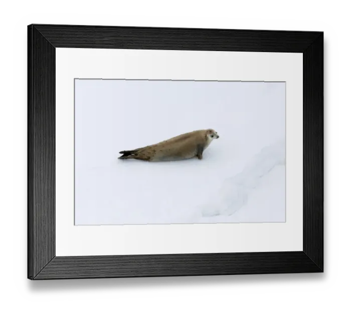 Framed Print : 01996dt. Crabeater Seal Lobodon carcinophaga Lemaire Channel Antarctic Peninsula Framed Print : 01996dt. Crabeater Seal Lobodon carcinophaga Lemaire Channel Antarctic Peninsula