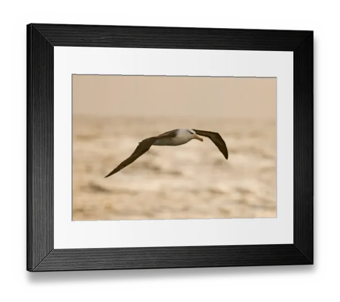 Framed Print : 02007dt. Black-browed